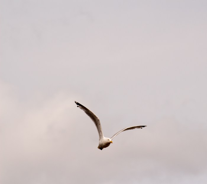 seagullstjohns-1-of-1